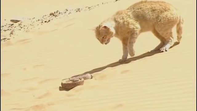 Cat vs snacks # cat vs snacks