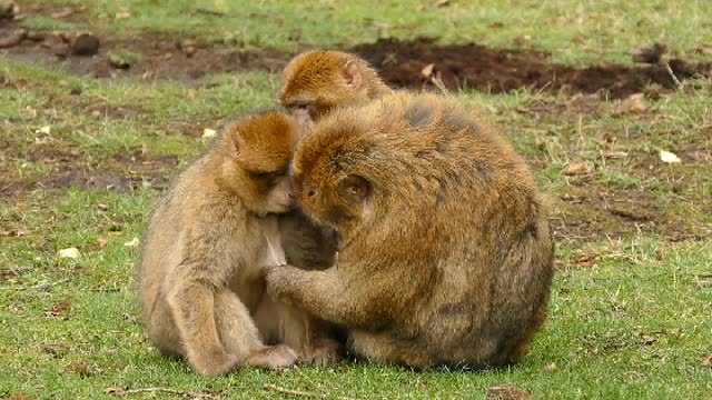 Funny monkey osam