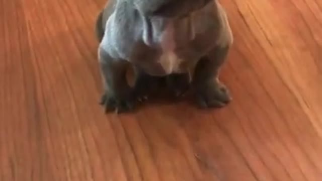 CUTEST ANIMALS | CUTEST BABY ANIMALS | CUTEST MONKEY | FUNNY CATS | FUNNY DOGS | FUNNY ANIMALS #1