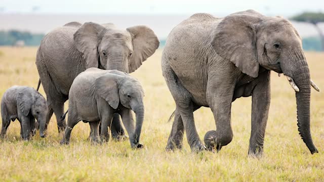 10 Reminders why Elephants are the best.