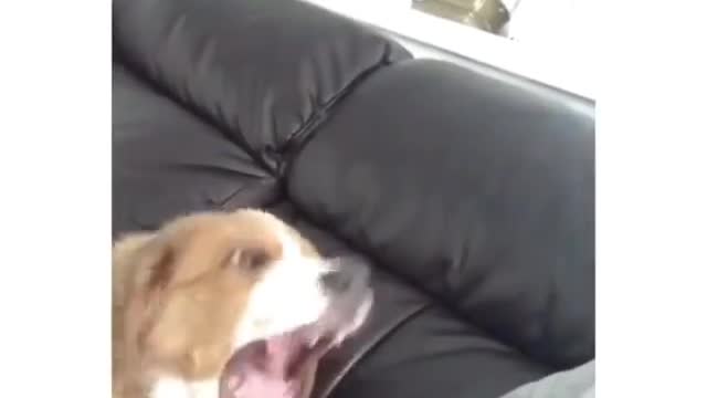 dog funny #shorts 2022🐕🐕🐕🐕🐕🐕🐕🐕