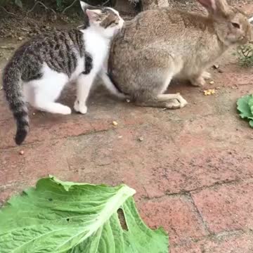 Pictures of pets having fun with each other