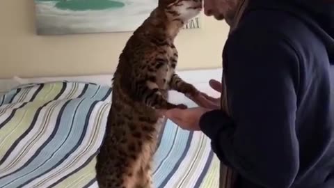 Meow Planet Adventure: Silly Meow Moment of Madness.