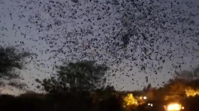 Cockroach Infestation Must Watch