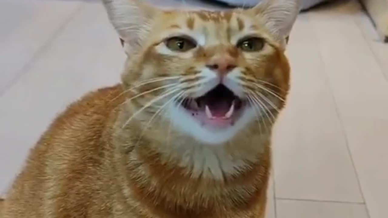 When will we see a singing cat again? Haha