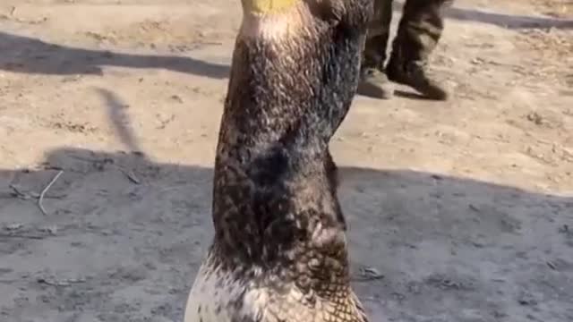 Fish funny video