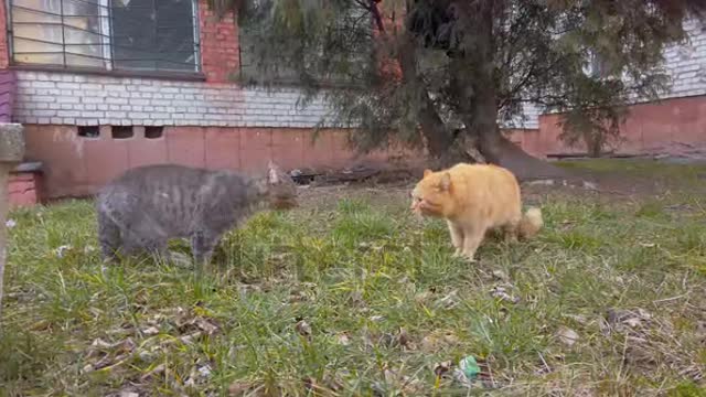 Cat quarrel in spring garden. Two cats swear on street before fight, kitty voice