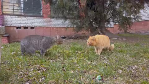 Cat quarrel in spring garden. Two cats swear on street before fight, kitty voice