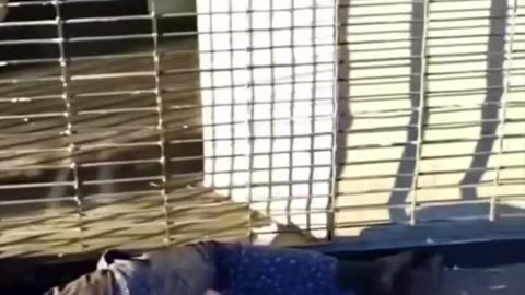 Hollywoodský chodník slávy