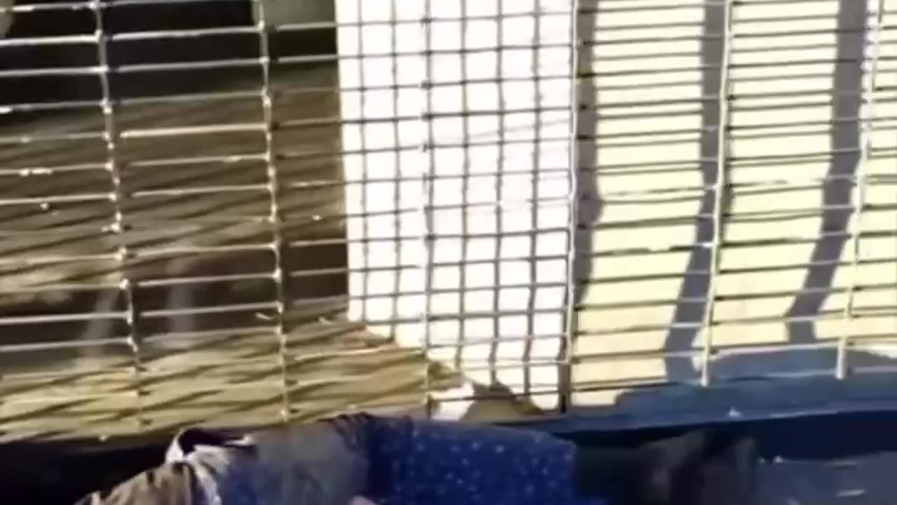 Hollywoodský chodník slávy