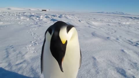 an penguin interacts with a man