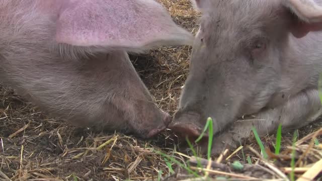 Pigs are grazing