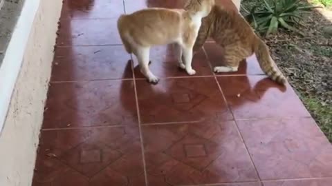 Cats fighting with sound -Exclusive vedio