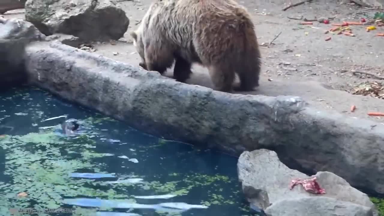 People Helping animals