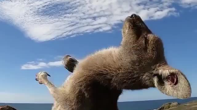 Kangaroo enjoying the Australian sunshine