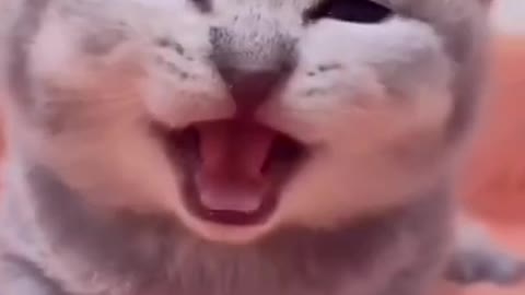 Cute cats 🥺💓😻