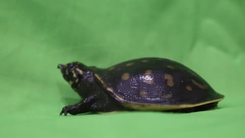 little turtle with green screen at few day age