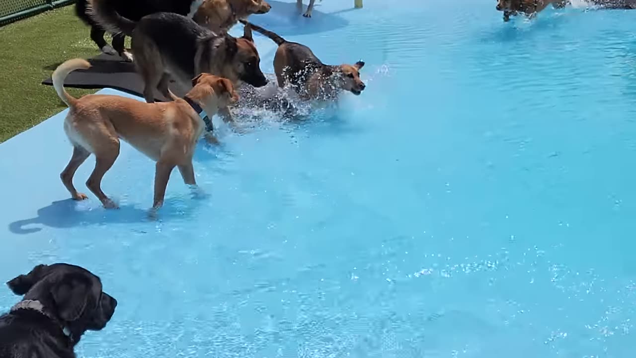 Pool Day for the Pups || ViralHog