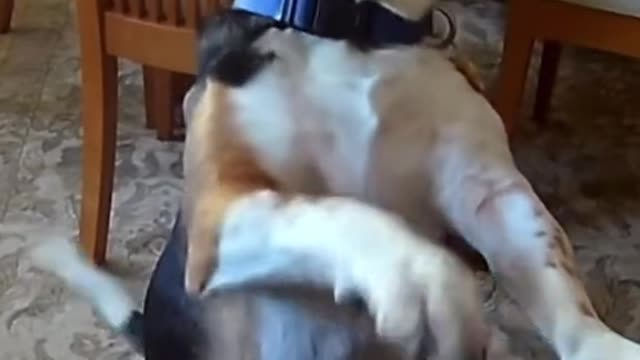 A dog that plays the piano