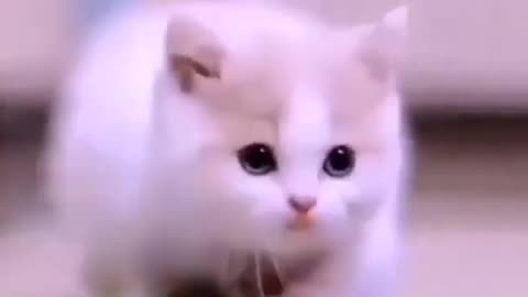 Cute cat 🐈