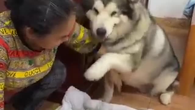 Puppy petting and dogs