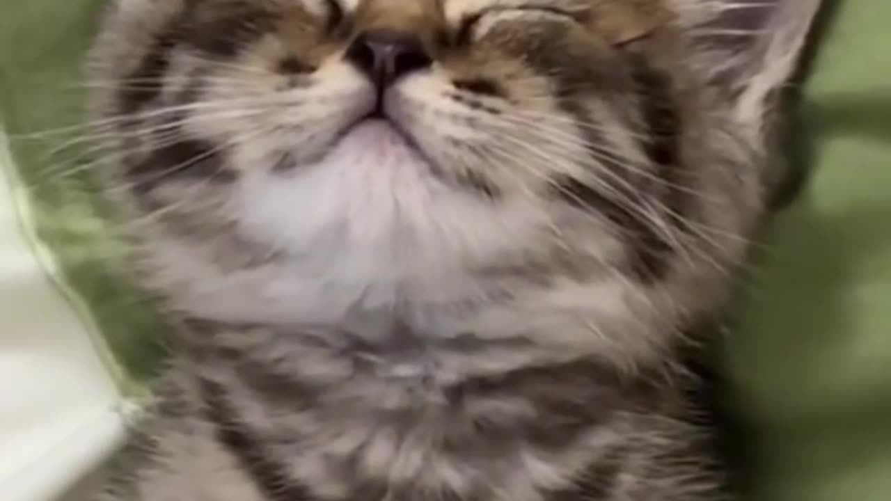Cute Cat amazing sleeping style