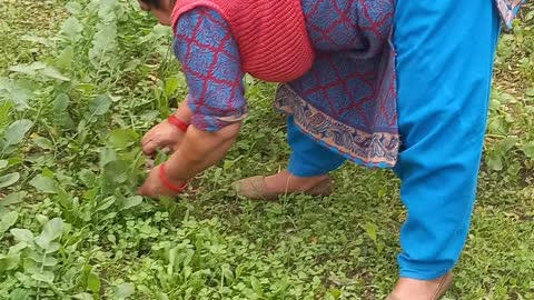 My mother cut vegitable for kitchen