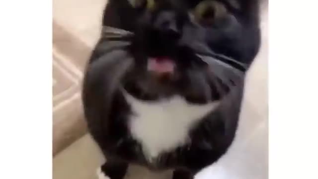 Funny and Cute Cats Videos #89 │ Gadis Sekarwangi