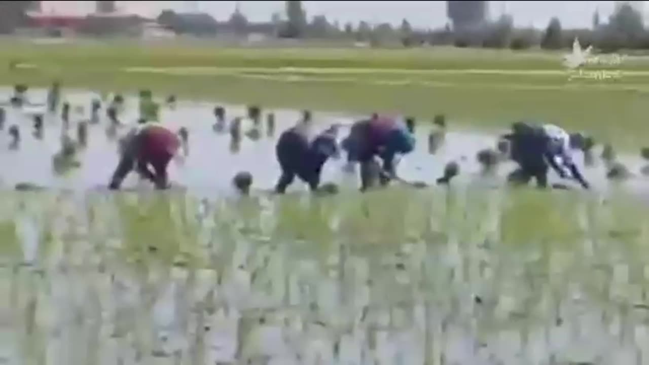 rice cultivation