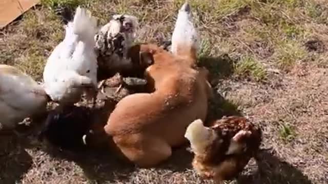 Funny dog vs 🐓🐓