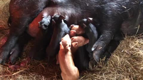 Néw Piglets