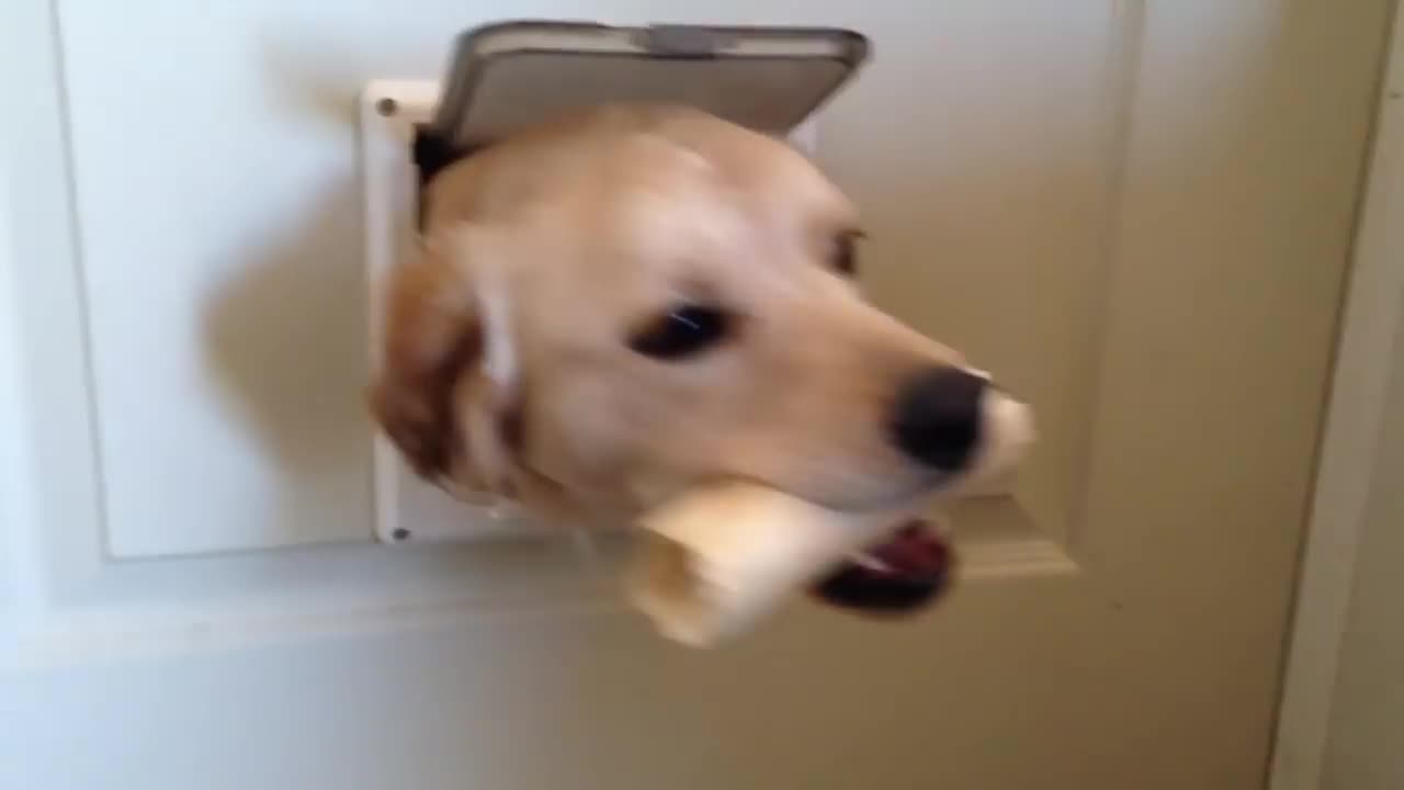 Try Not To Laugh At This Funny Dog Video Compilation