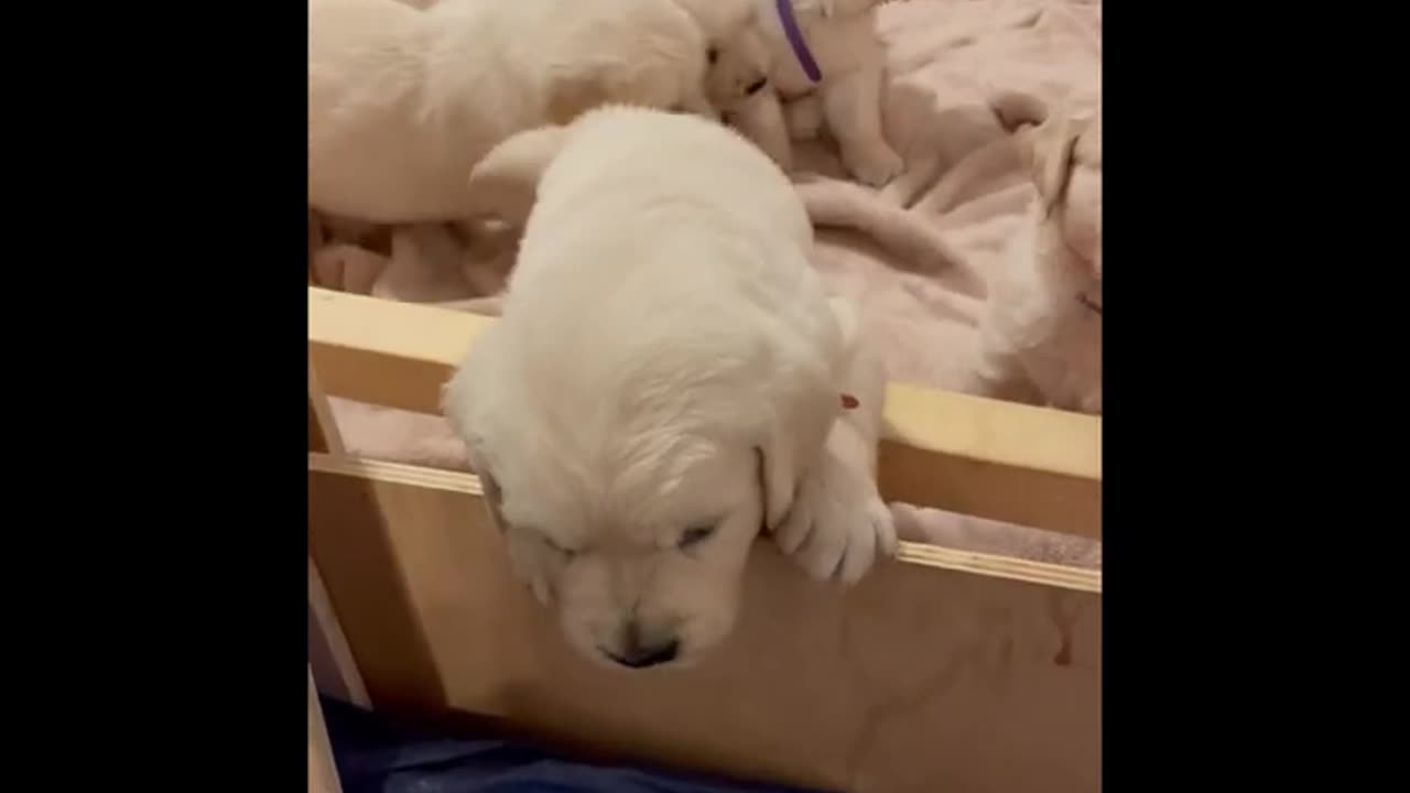 Cute Golden That will Make Your Day So Much Better 🥰☺️ | Cute Puppies