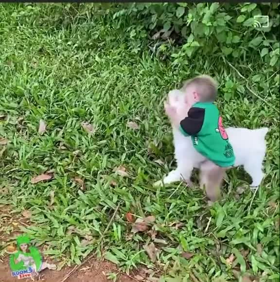 Where to watch duck and dog funny