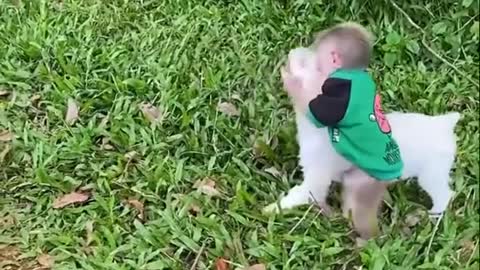 Where to watch duck and dog funny