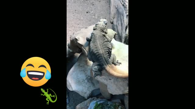 Iguana dancer (funny time)