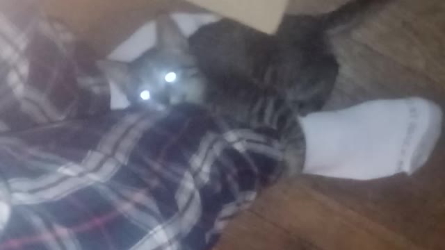 Kitten attacking my foot
