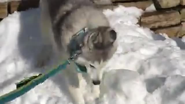 Funny pup constantly attacks tree branches during Ice ground and food in