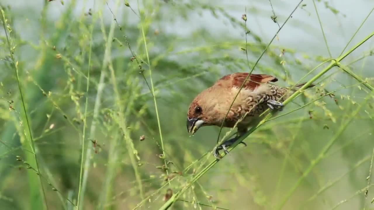 Bird eating insects on a branch - With great music