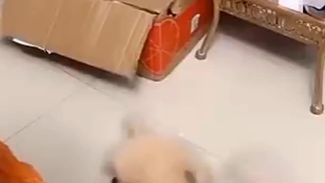 Cute puppy🐕 funny videos🐾🐾