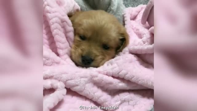 Funny And Cute Golden Retriever Puppy Compilation Videos!