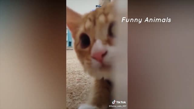 Best Funny Animal || Funny Cat 8/10