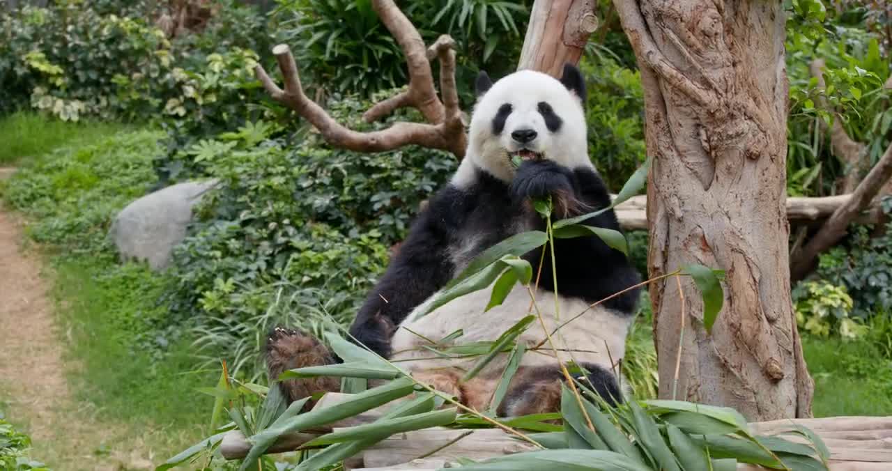 Cute Panda Eating Grass 😍😍