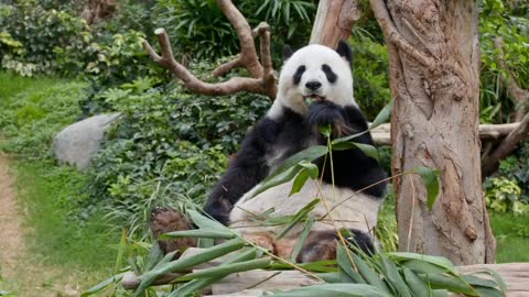 Cute Panda Eating Grass 😍😍