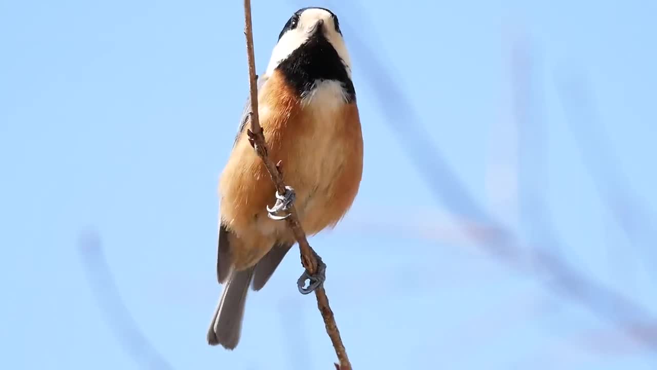 Look deep into the nature . Spring bird .