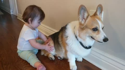 Baby Maeve Loves Corgi Tucker - wait for the hug!