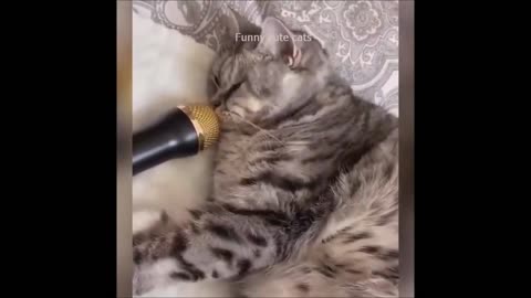 Cute and Funny Cat Videos to Keep alot of Smiling.
