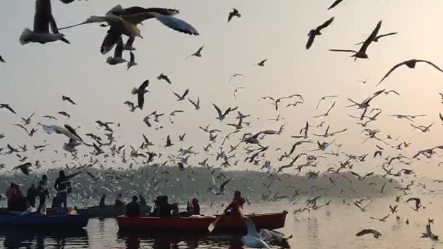 a flock of seagulls flying in flocks adorn the waters, it's really beautiful and charming