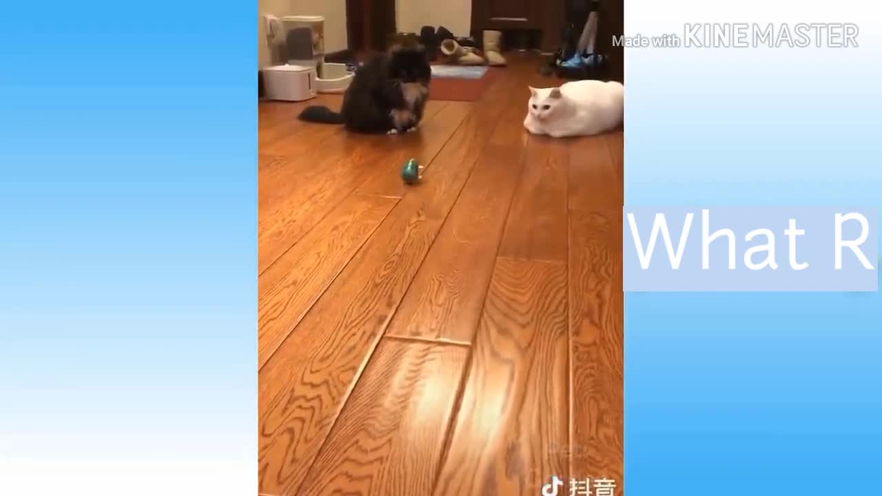 Funniest Pets In The World! Awesome Funny Pets