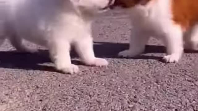 Very nice Baby Dogs - Funny dogs Videos Compilation